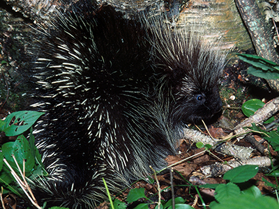 Erethizon dorsatum, North American Porcupine